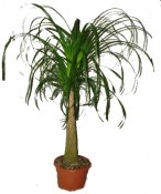Nolina - sloní noha 80 - 90 cm