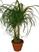 Nolina - Sloní noha speciální - 90 cm