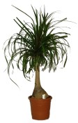 Nolina recurvata sloní noha 55 cm