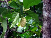 Noni - Morinda citrifolia RARITA  - nezasíláme - pouze na prodejně (1/2)