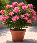 Oleandr růžový plný (1/2)