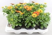 Osteospermum - africká kopretina