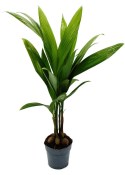 Palma Areca catechu - Areka obecná
