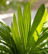 Palma Areca catechu - Areka obecná (2/2)