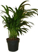 Chrysalidocarpus lutescens - Areka obecná