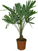 Palma Chamaerops excelsa - žumara po prostřihu