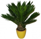 Palma - Cycas revoluta střední 2.jakost