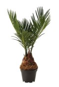 Palma - Cycas revoluta mini