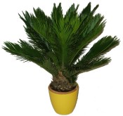 Palma - Cycas revoluta mini