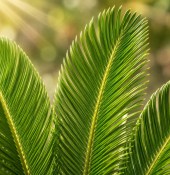 Palma - Cycas revoluta extra velká (2/2)