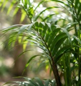 Palma Howea Forsteriana XXL (2/2)