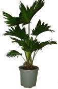 Palma Livistona rotundifolia velká 2. jakost