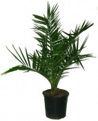 Palma Phoenix canariensis