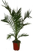 Palma Phoenix canariensis XL