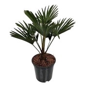 Palma Trachycarpus wagnerianus mrazuvzdorná