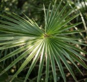 Palma Washingtonea robusta (2/2)