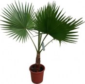 Palma Washingtonea robusta - filifera XL