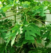 Papája - Papaya carica velká rostlina - nezasíláme - pouze na prodejně