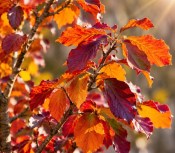 Parrotia persica 'Bella' - železný strom