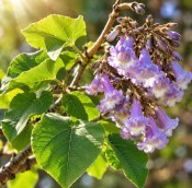 Paulownia tomentosa – Paulovnie plstnatá – Císařský strom