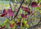 Pawpaw - Asimina triloba - Alegheny