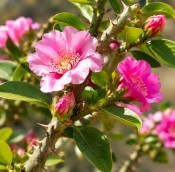 Pereskia grandiflora – Pereskie velkokvětá - růžový kaktus
