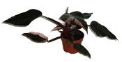 Philodendron Pink Princess