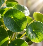 Pilea Peperomoides 2. jakost (2/2)