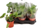 Pilea Peperomoides 2. jakost