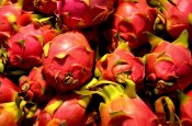Pitahaya - Hylocereus triangularis - dragonfruit velká (2/3)