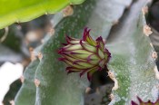 Pitahaya - Hylocereus triangularis - dragonfruit velká (1/3)