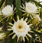 Pitaya - Hylocereus undatus – dračí ovoce (1/2)