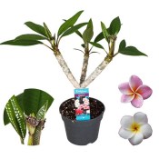 Plumeria rozvětvená