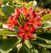 Plumeria rubra – Plumérie červená– havajská  (2/2)