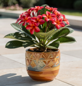 Plumeria rubra – Plumérie červená– havajská  (1/2)