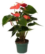 Pokojová květina Anthurium madural červená 70cm