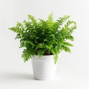 Pokojová květina Athyrium - papratka