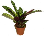 Pokojová květina Calathea lancifolia