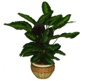 Pokojová květina Calathea medallion 2.jakost