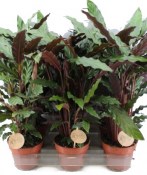 Pokojová květina  Calathea Rufibarba 