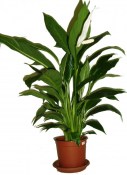 Pokojová květina Spathiphyllum - lopatkovec