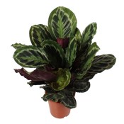 Pokojová květina Calathea medallion