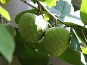 Pokojové rostliny - Annona cherimolia (2/3)