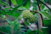 Pokojové rostliny - Annona cherimolia (1/3)