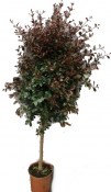 Pokojové rostliny - Vánoční třešeň - Martej - Eugenia Myrtifolia 180 cm strom (1/2)