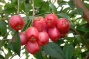 Pokojové rostliny - Vánoční třešeň - Martej - Eugenia Myrtifolia střední