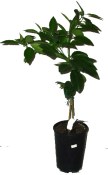 Mandarinkovník citrus Calamondin