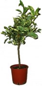 Pomerančovník Orange Arancio variegata - RARITA (2/2)