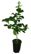 Citrumelo swingle