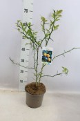 Poncirus trifoliata - Citronečník  (1/3)